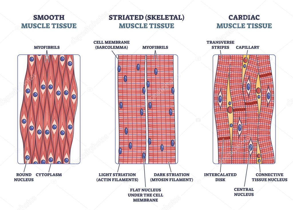 Muscle tissue with smooth, striated and cardiac examples outline diagram
