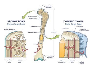 Süngerimsi, kompakt kemik karşılaştırmasına karşı anatomik yapı şeması