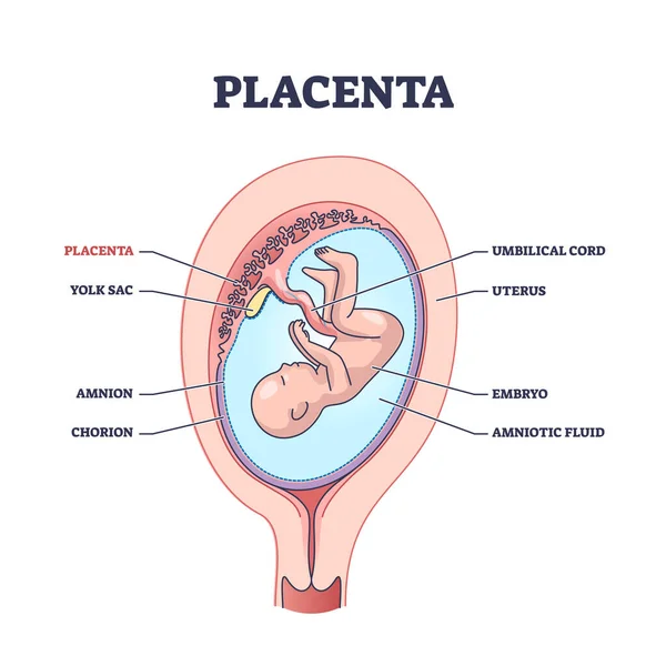 Estrutura anatômica placenta com títulos de partes de órgãos internos diagrama de contorno —  Vetores de Stock
