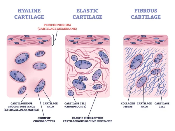 Pericondrio como diagrama de contorno de membrana de cartílago hialino y elástico — Archivo Imágenes Vectoriales