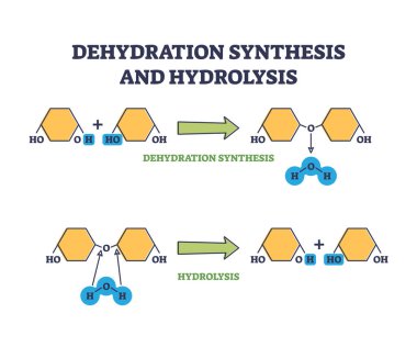 Susuzluk sentezi ve hidrolysis kimyasal süreci ana hatları belirler