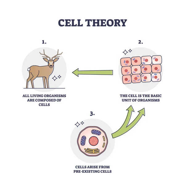 Teoria celular para evolução e diagrama de esboço de desenvolvimento de células pré-existentes —  Vetores de Stock