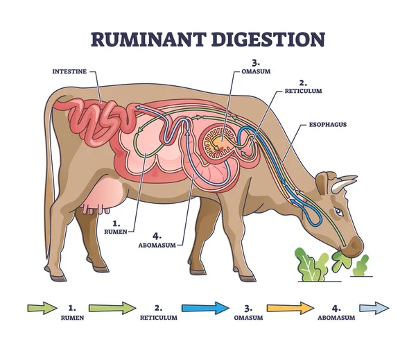 Sistema de digestão de ruminantes com diagrama de contorno da estrutura digestiva interna —  Vetores de Stock