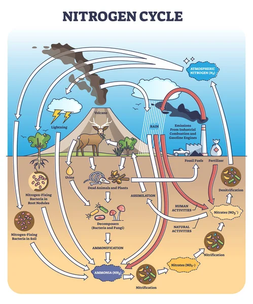 Ciclo de nitrógeno o N2 con fuentes y circulación en el diagrama del contorno de la tierra — Archivo Imágenes Vectoriales