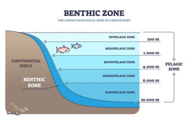 Benthic zone in ocean as lowest and deepest ecological zone outline diagram clipart