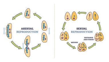 Asexual vs seksüel hücresel üreme tipleri karşılaştırma şeması