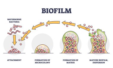 Biofilm formation stages with development and dispersion outline diagram clipart