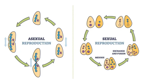 Asexual vs seksüel hücresel üreme tipleri karşılaştırma şeması — Stok Vektör