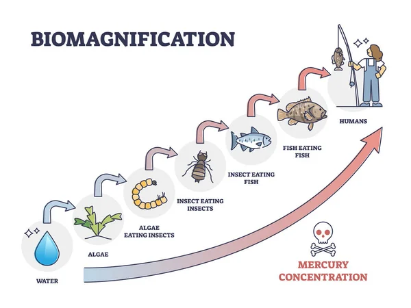 Biomagnification with toxic, poisonous mercury concentration outline diagram — стоковый вектор