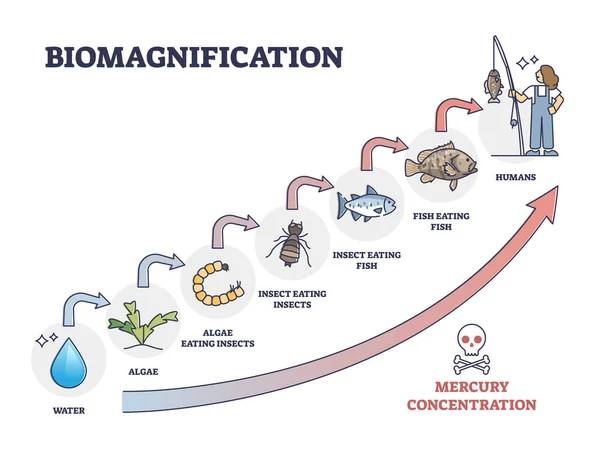 Biomagnification with toxic, poisonous mercury concentration outline diagram — Stock vektor