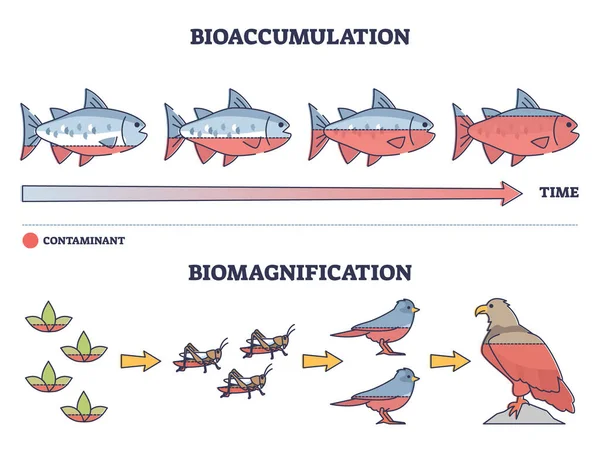 Bioaccumulo vs processo di avvelenamento tossico biomagnificazione schema di contorno — Vettoriale Stock