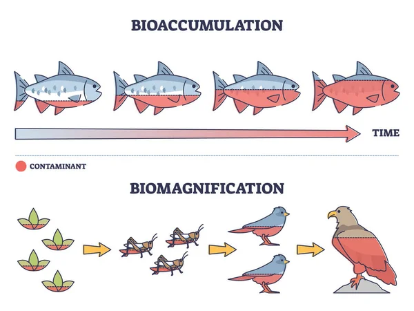 Bioaccumulation vs biomagnification toxic poisoning process outline diagram — Stock Vector