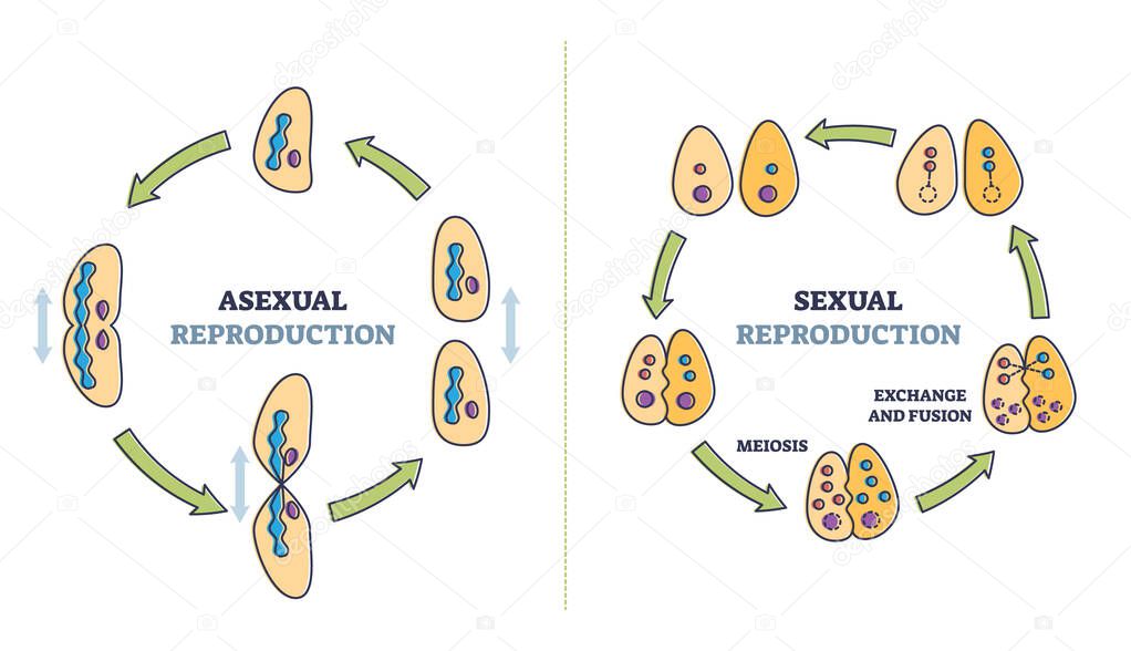 Asexual vs sexual cellular reproduction types comparison outline diagram