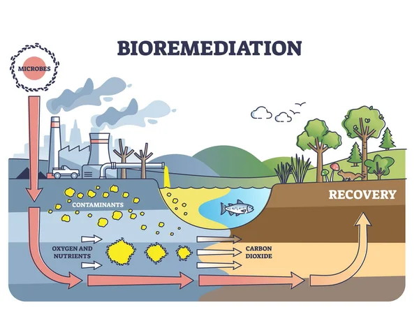 Bioremediation and contaminated soil or water recovery outline diagram — Vettoriale Stock