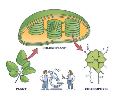 Chlorophyll and chloroplast from plant to chemical formula outline diagram. clipart