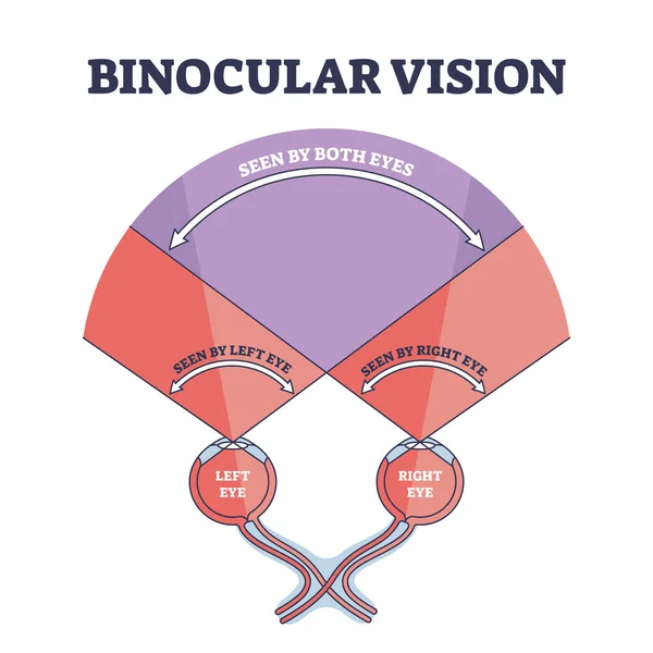 Explicação da visão binocular com diagrama do contorno da visão do olho direito e esquerdo —  Vetores de Stock