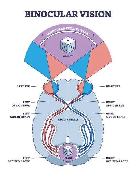 Binocular vision explanation with anatomical eye nerve path outline diagram — Stock vektor