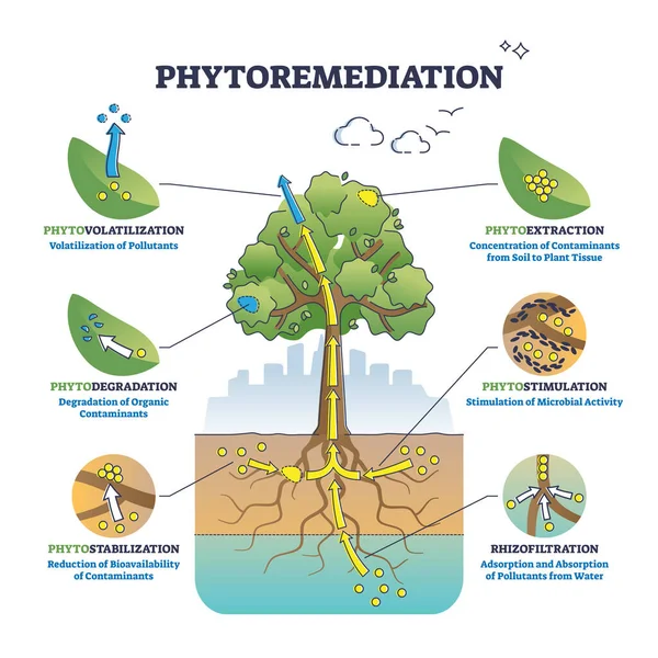 Фіторемедіація як рослинний підхід до контурної діаграми біоремедіації — стоковий вектор