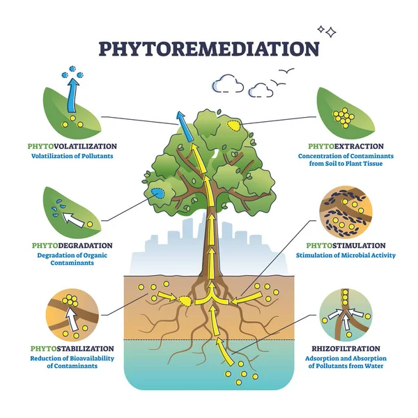 Phytoremediation as plant based approach for bioremediation outline diagram — Stock Vector