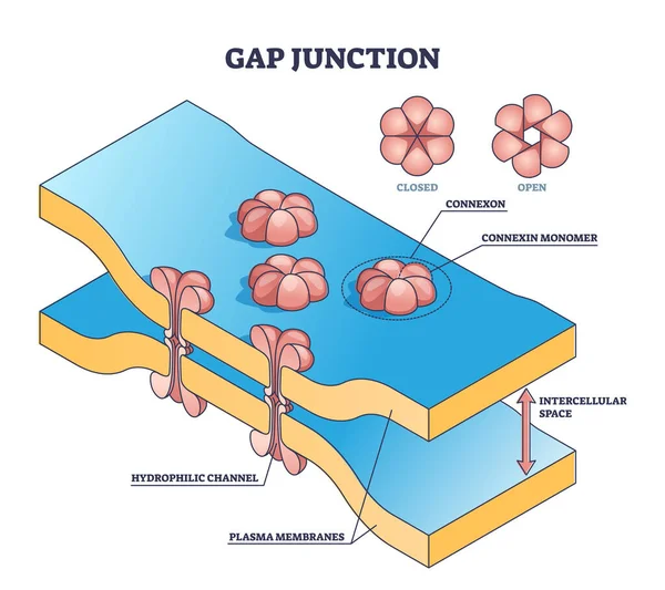 Anatomik interhücresel bağlantı yapısı diyagramı olarak Gap bağlantı noktası