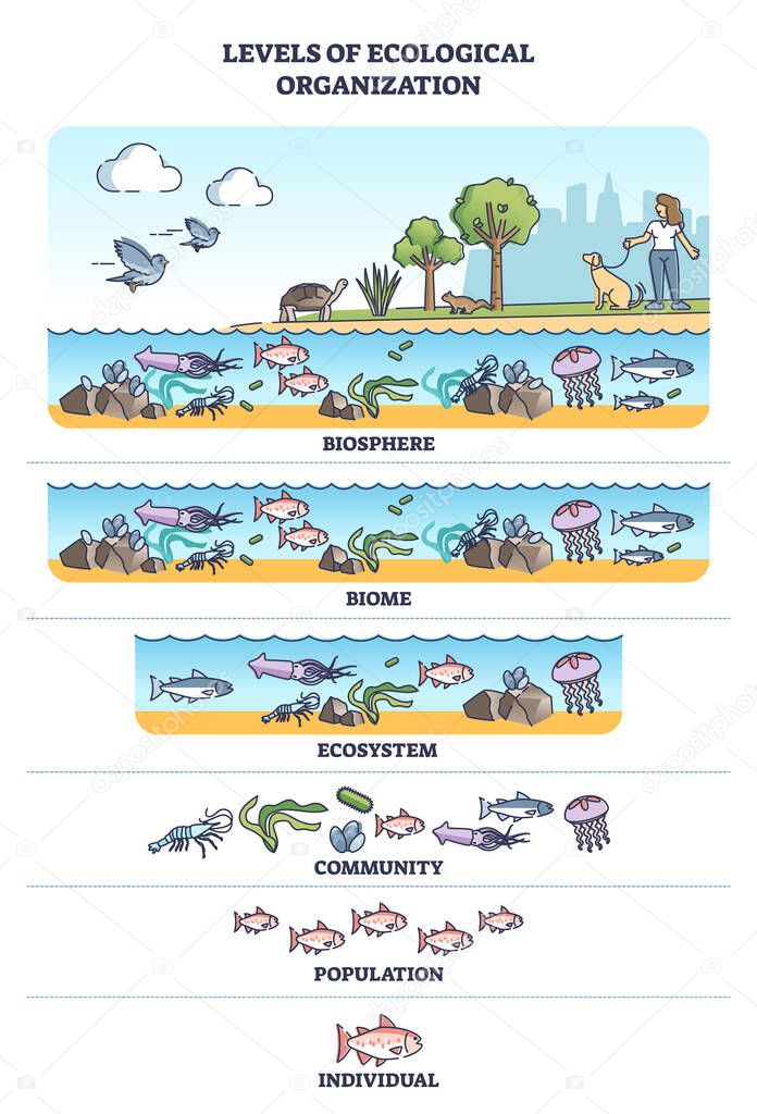 Levels of ecological organization with organism division outline concept