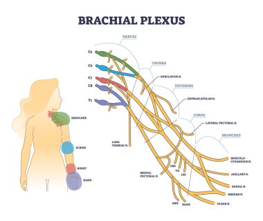 Brachial plexus structure as isolated shoulder nerves network outline concept clipart
