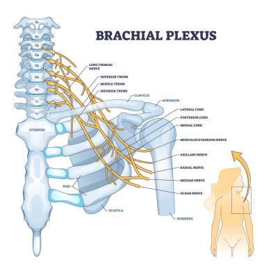 Brachial plexus network of nerves in the shoulder structure outline concept clipart