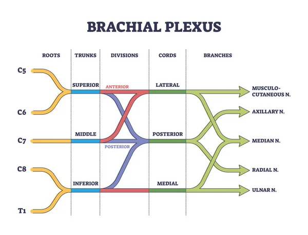 Brachialplexus Schulternerven Netzwerk medizinische Abteilung skizziert Konzept — Stockvektor