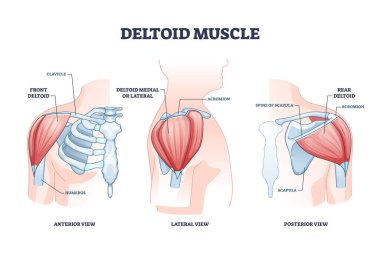 Deltoid kas ve iskelet omuz anatomik yapı şeması