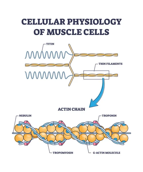 Fisiología celular de las células musculares con estructura de primer plano diagrama de contorno — Vector de stock
