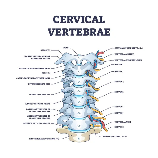 Vértebras cervicales con huesos detallados y marcados diagrama de contorno de estructura — Archivo Imágenes Vectoriales