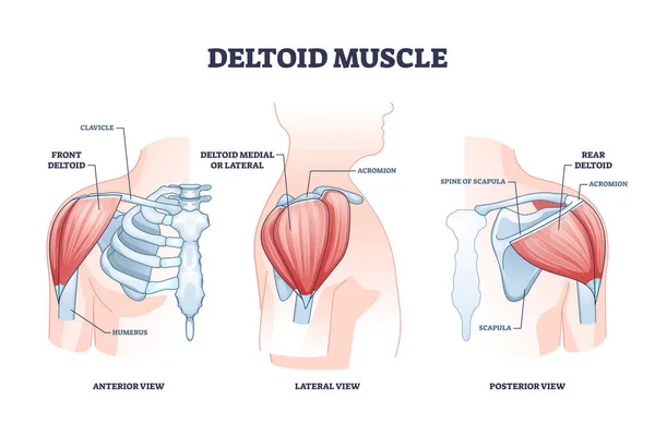 Schema schematico della struttura anatomica del muscolo deltoide e della spalla scheletrica — Vettoriale Stock