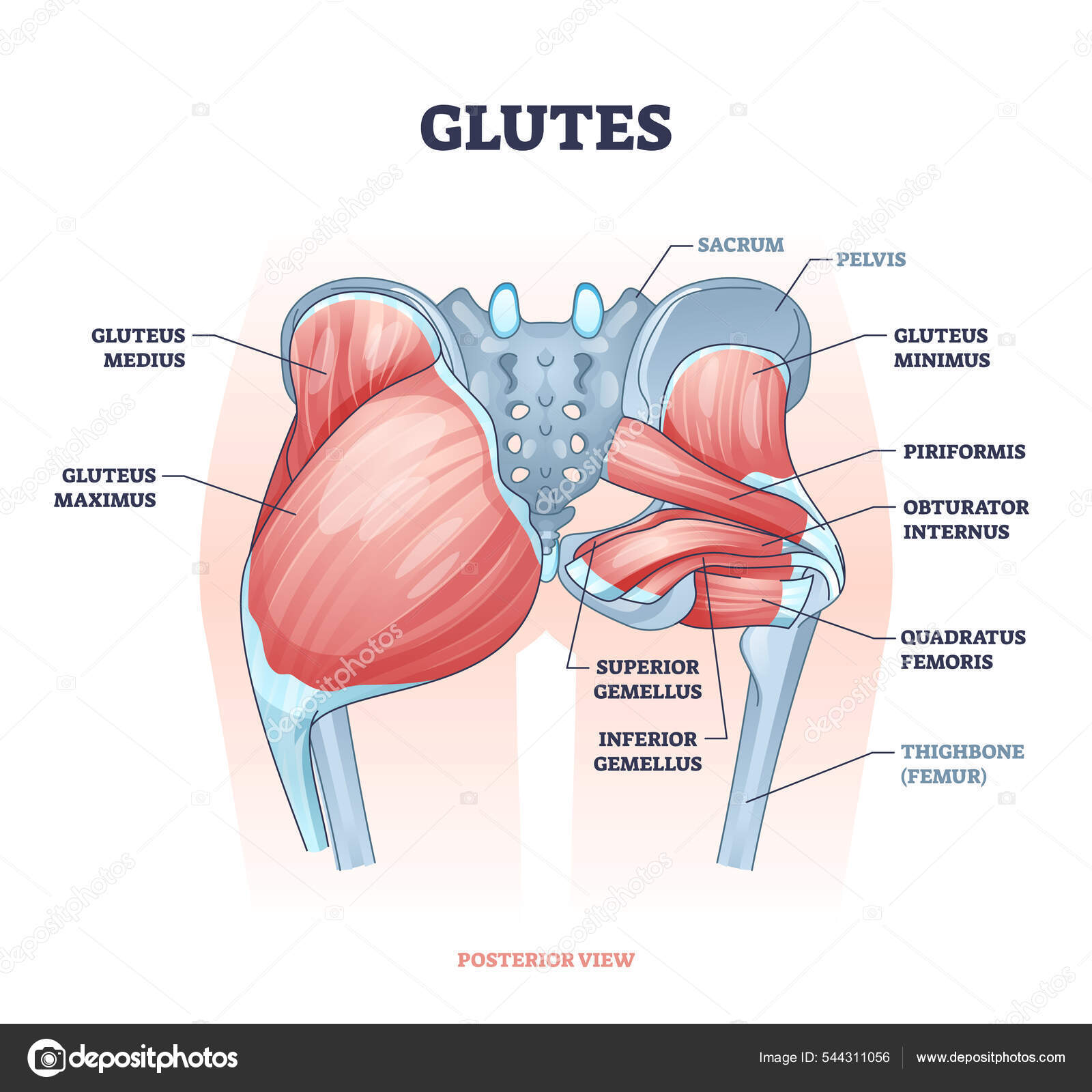74 Glúteos-stockillustrasjoner | DepositPhotos, image size:1600x1600