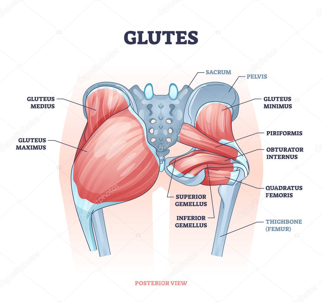 Glutes as gluteal body muscles for human buttocks strength outline concept