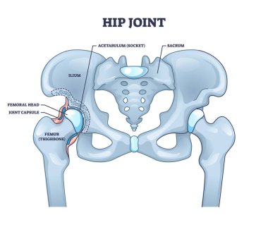 Hip joint structure with anatomical bone parts description outline concept clipart