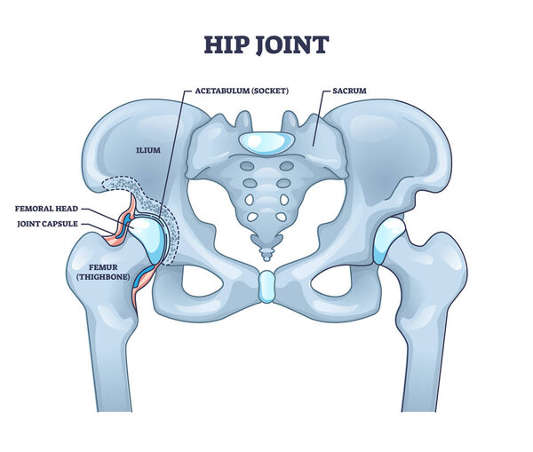 Hip joint structure with anatomical bone parts description outline concept