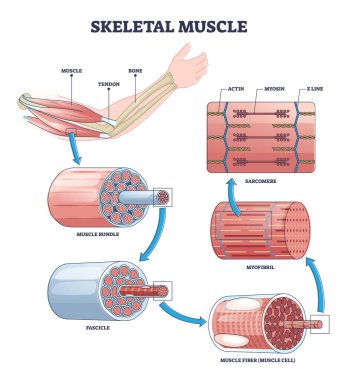 Anatomik yakın plan diyagramı olan iskelet kas yapısı katmanları