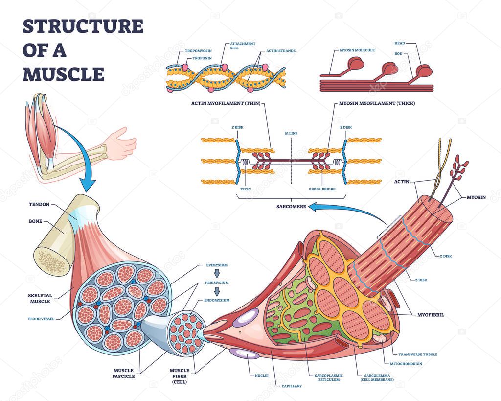 Structure of muscle with isolated myosin and actin closeup outline diagram