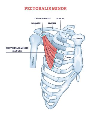 Pectoralis minör omuz kası anatomisi ve kemik yapısı şeması.