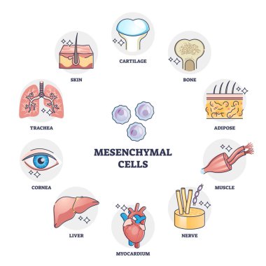 Mesenchymal stem cells multiple differentiation potential outline diagram clipart