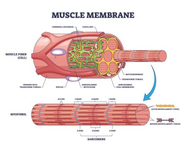 Muscle membrane or sarcolemma anatomical layers structure outline diagram clipart