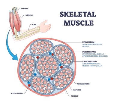 Skeletal muscle description with cross section structure outline diagram clipart
