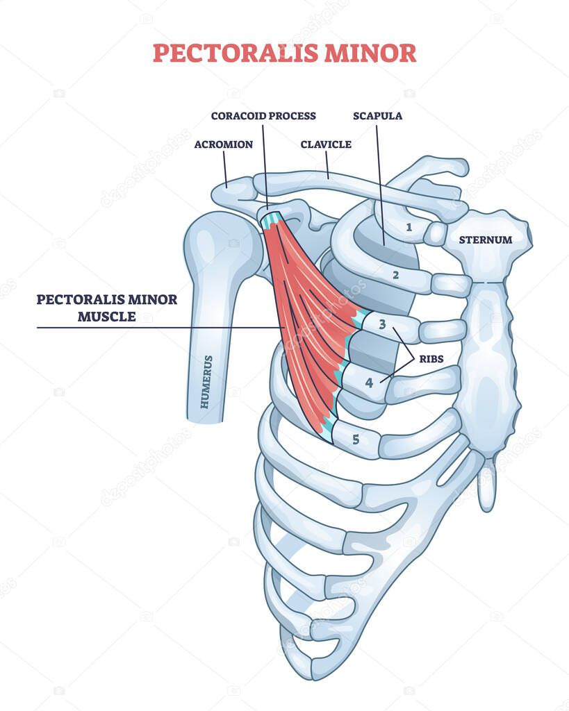 Pectoralis minor shoulder muscle anatomy with bone structure outline diagram