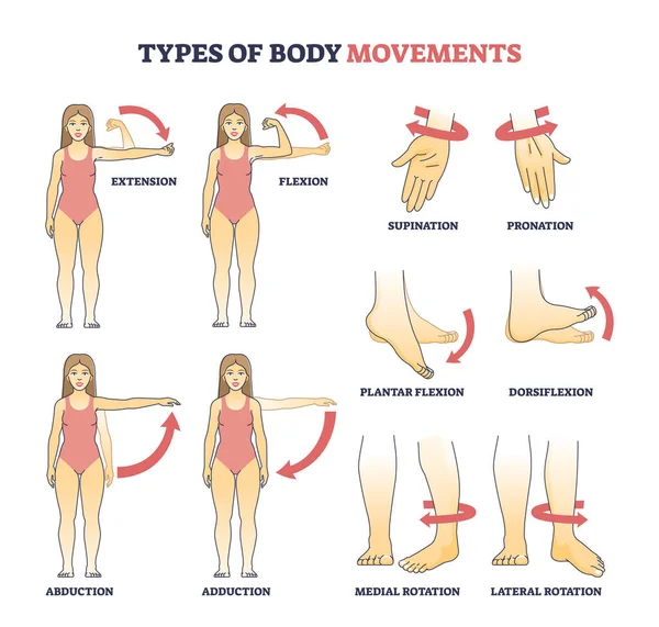 Types of body movements with muscular motion pose examples outline diagram — Stock Vector
