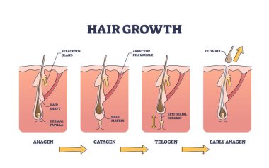 Hair growth process stages with anatomical phases structure outline diagram clipart