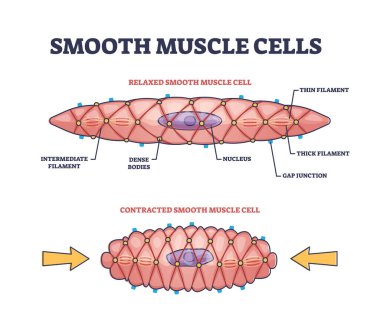 Pürüzsüz kas hücreleri anatomik yapı tanımlaması diyagramı