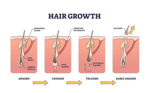 Fasi del processo di crescita dei capelli con diagramma schematico delle fasi anatomiche — Vettoriale Stock