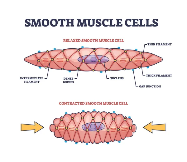 Sel-sel otot polos Penjelasan struktur anatomi Garis luar diagram - Stok Vektor