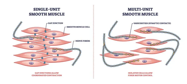 Unidade única vs multi unidade de estrutura muscular lisa diferenças esboço diagrama —  Vetores de Stock