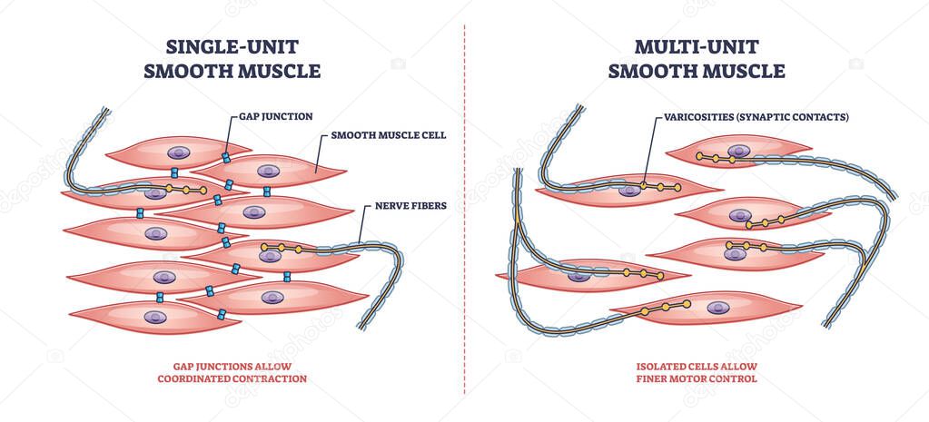 Single unit vs multi unit smooth muscle structure differences outline diagram